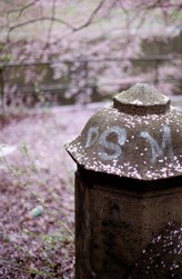 020413-petals.jpg - 14.2 K