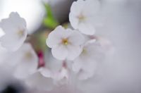 010425-cherryblos.jpg - 3.6 K