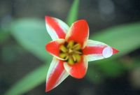 010425-tulip.jpg - 5.0 K