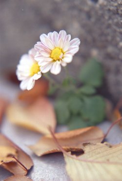 011014-mums.jpg - 15.1 K