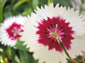 040125-nadeshiko.jpg - 19.8 K