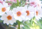 970605-primroseS.jpg - 3.8 K