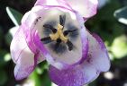 980425-tulipS.jpg - 4.4 K