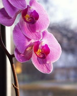 990203-phals.jpg - 16.7 K
