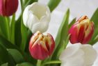 990220-tulipsS.jpg - 3.8 K