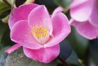 990320-cameliaS.jpg - 4.0 K