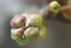 990402-cherrybudsS.jpg - 2.7 K