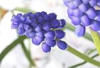 990407-muscaryS.jpg - 4.2 K