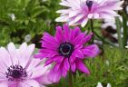 990408-anemoneS.jpg - 5.1 K