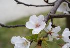 990412-cherryblossomsS.jpg - 3.8 K