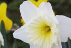 990413-daffodilS.jpg - 3.2 K