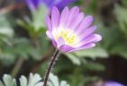 990415-wildflowerS.jpg - 3.5 K