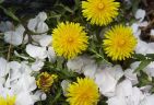 990417-dandelionS.jpg - 5.3 K
