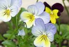 990613-violaS.jpg - 4.7 K