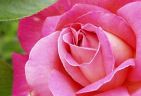 990614-roseS.jpg - 4.0 K