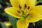 990622-lilyS.jpg - 3.8 K