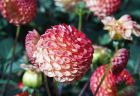 991026-dahliaS.jpg - 5.0 K