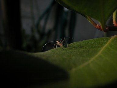 040504-bug.jpg - 11.4 K