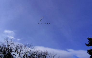 981101-canada-geese.jpg - 11.0 K