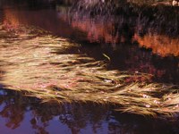 020922-pond.jpg - 11.7 K