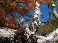 020922-tree.jpg - 16.4 K