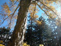 020922-tree2.jpg - 16.3 K
