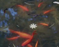 010422-carps.jpg - 5.6 K