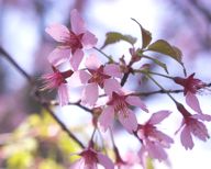 010422-okame.jpg - 8.5 K
