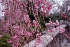 020413-shidarezakura.jpg - 17.8 K