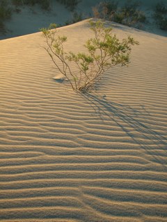 040905-plant.jpg - 23.2 K