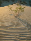 040905-plantS.jpg - 6.1 K