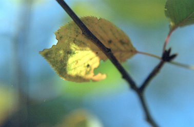011021-leaf.jpg - 13.4 K