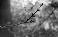 000323-tinybuds.jpg - 4.5 K