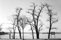 000323-trees.jpg - 7.5 K