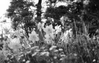 000403-daffodils.jpg - 8.6 K