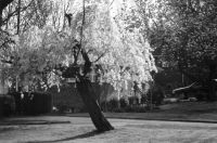 000403-sakura.jpg - 8.5 K