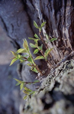020401-newleaves.jpg - 24.7 K