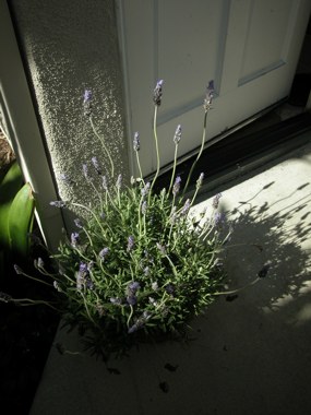 050130-lavender.jpg - 63.4 K