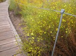 030615-trail&flower.jpg - 8.6 K